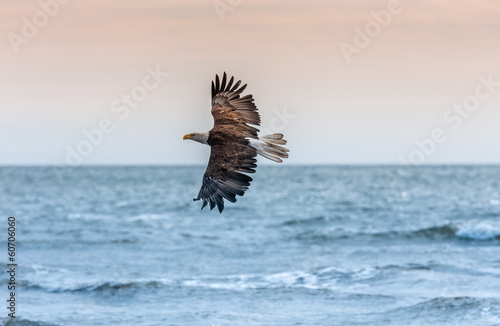 Board z aluminiowym obramowaniem American bald eagle na alasce