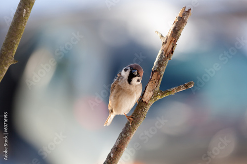 Naklejka samoprzylepna Wróbel w zimowy dzień