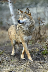 Wall Mural - Gray Wolf in the woods