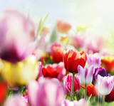 Fototapeta Tulipany - tulpenblüte im licht