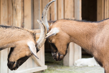 Two young goats play-fight with their heads at an animal farm