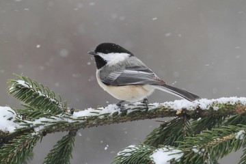 Wall Mural - Chickadee on a branch with snow