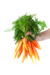 bunch of carrots with green leaves in a man hand isolated on whi