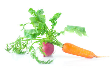 Wall Mural - bunch of carrots with green leaves and radish isolated on white