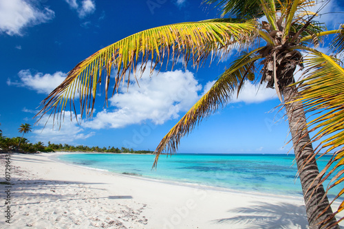 Fototapeta do kuchni Palm tree at idyllic tropical beach