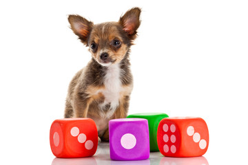 Poster - Chihuahua puppy on white background