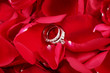 Macro shot of set of wedding rings in red rose petals