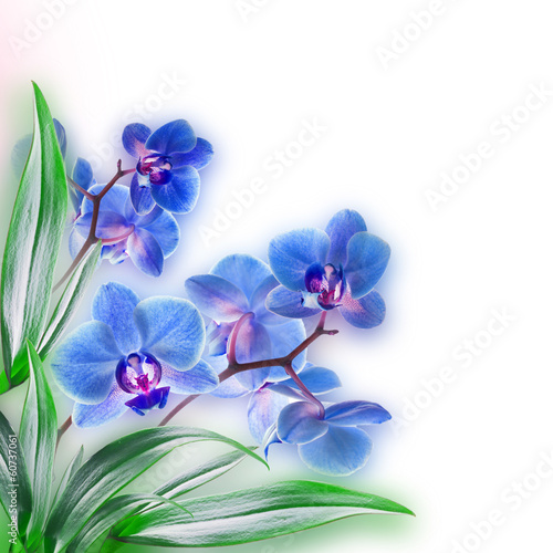 Naklejka - mata magnetyczna na lodówkę Floral background of tropical orchids