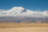 Fototapeta  - Tibetan landscape with yaks and himalayas