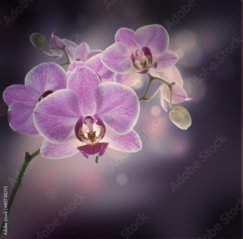 Naklejka dekoracyjna Floral background of tropical orchids