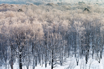 Wall Mural - snowy forest in cold winter morning