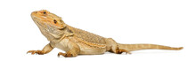 Bearded Dragon, Pogona Vitticeps, Isolated On White