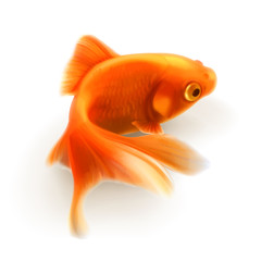 Goldfish, photorealistic vector illustration