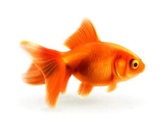 Goldfish, photorealistic vector illustration