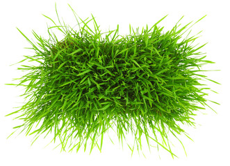 patch of green grass isolated on white background