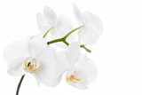 Fototapeta Storczyk - The branch of orchids on a white background