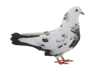 Sticker - white  dove