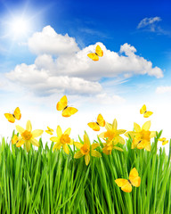 Poster - daffodils flowers and butterflies in green grass. blue sky