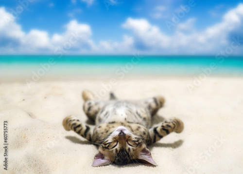 Fotoboard na płycie Kot na plaży