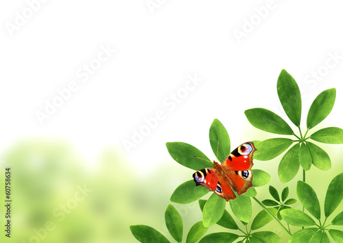 Fotoboard na płycie Zielone liście i motyl