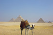 Giza Pyramids with Egyptian Camel