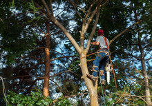 An Arborist Cutting Down A Maple Tree Piece By Piece