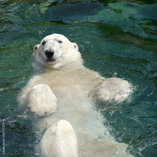 Board z aluminiowym obramowaniem Niedźwiedź polarny (ursus maritimus) pływanie w wodzie