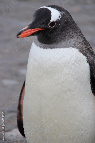 Plakat na papierze fotorealistycznym Gentoo pingwin, port neko, Antarktyda