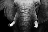 Fototapeta Sypialnia - African elephant in black and white