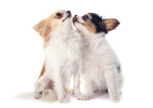Papillon Puppy And Chihuahua
