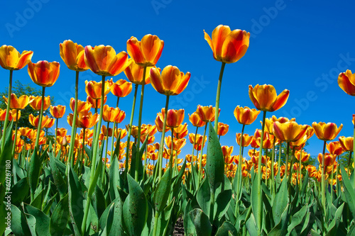 Naklejka samoprzylepna Kwiaty tulipanów