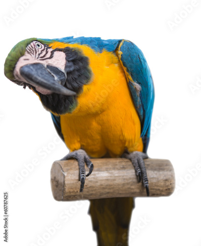 Naklejka - mata magnetyczna na lodówkę parrot bird animal