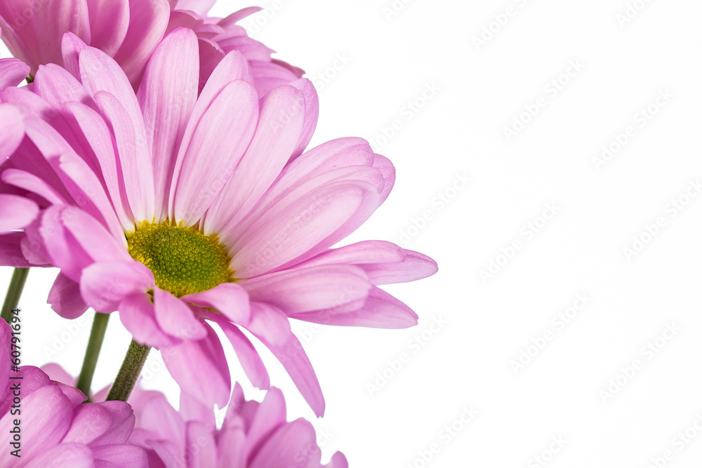 pink chrysanthemum  flower - obrazy, fototapety, plakaty 
