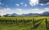 Fototapeta Nowy Jork - Coltivazione delle vigne in Sud Tirolo