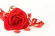 © Olga Kriger - red beautiful rose with a festive ribbon on white background