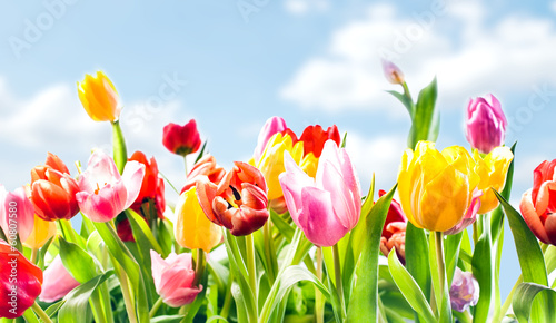 Plakat na papierze fotorealistycznym Piękne tło botaniczne tulipanów wiosną