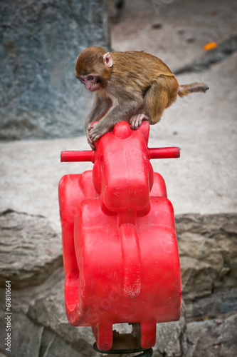 Fotografie, Obraz Macaca mulatta known as rhesus macaque or rhesus money