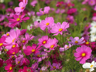 Wall Mural - beautiful cosmos flower