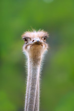 Ostrich Bird Head And Neck Front Portrait