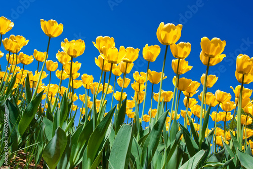 Plakat na papierze fotorealistycznym Kwiaty tulipanów