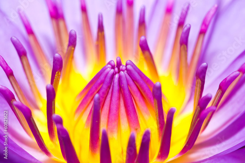 Naklejka - mata magnetyczna na lodówkę Closeup lotus flower in the garden