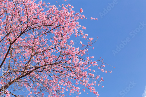 Naklejka samoprzylepna Różowy kwiat wiśni sakura
