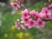 Blooming Peach Tree In Spring With Pink Flowers