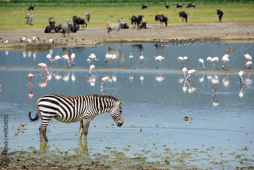 Board z aluminiowym obramowaniem Ngorongoro