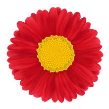 Red Gerbera, Flower. Vector Illustration