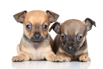 Wall Mural - Toy Terrier puppies on a white background