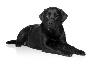 Poster - Labrador retriever dog