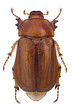 Female of june beetle (Amphimallon vernale)