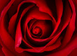 Beautiful close up of red rose