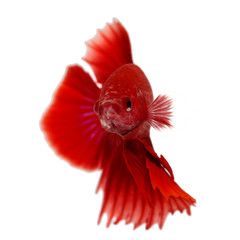 Wall Mural - siamese fighting fish , betta isolated on white background